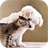 Dogs and Cats HD Wallpapers icon