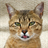 Egyptian Mau Wallpapers icon