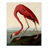 Descargar Flamingo Bird HD Wallpaper