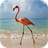 Flamingo Live Wallpaper icon
