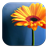 Flores - Ranking y Significados version 1.0