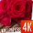 Flowers wallpapers 4k APK Download