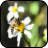 Bee Images icon