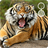 Tiger Live Wallpaper APK Download