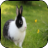 Rabbit Images icon