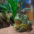 Descargar Frog Live Wallpaper