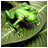 Frog Blink icon