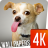 Funny wallpapers 4k icon