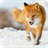 Fox Animal Wallpaper icon