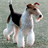 Fox Terrier Wallpapers icon