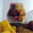 Descargar Hamster Is Eating Live Wallpaper