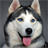 Descargar Husky Dog Wallpapers