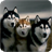 Husky dog Wallpaper icon