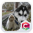 husky puppy icon