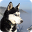 Husky Siberian Live Wallpaper icon