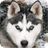Husky Siberian Pack 2 Live Wallpaper icon