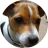 Jack Russell Terrier Wallpaper icon