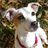 Jack Russell Terriers Wallpapers icon
