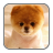 Japan Akita dog Live Wallpaper icon
