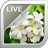 Jasmine Live Wallpaper icon