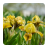 Iris Flowers icon