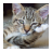 Kittens icon