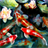 Koi Fish HD Wallpaper version 1.0