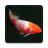 Koi Fish Zen icon