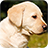 Labrador Background icon