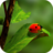 Ladybug Wallpapers icon