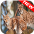 Lynx Wallpapers APK Download