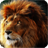 Lion HD Live Wallpaper icon