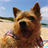 Norwich Terrier Wallpapers icon