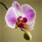 Descargar Orchids Live Wallpaper