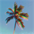 Palm Tree -LWPNexus icon