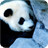 Panda Live Wallpaper version 1.30