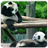Descargar Panda Live Wallpapers