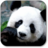 Descargar Panda Wallpapers