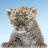Panther Wild Cat APK Download