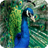 Peacock Pack 2 Live Wallpaper icon