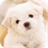 Pet Dog Wallpaper 1.0