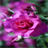 Pink Shiny Rose LWP icon
