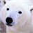 Polar Bear live wallpaper icon
