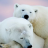 Alaska Two White Bears Live Wallpaper