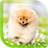 Pomeranian Dog Shpitz LWP icon