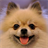 Pomeranians Dog Wallpapers icon