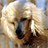 Poodles Wallpapers icon