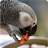 Parrot like Mandarin LiveWP icon