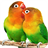 Lovely Parrot Live Wallpaper icon