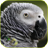 Parrots Video Live Wallpaper 3.0